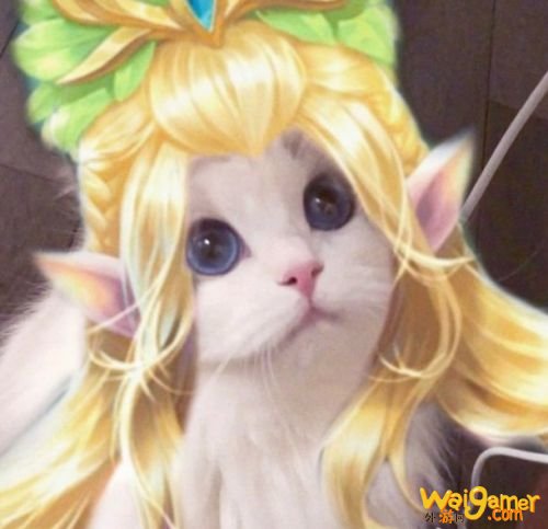 王者荣耀猫咪法师头像汇总 王者荣耀王昭君小乔妲己大乔头像