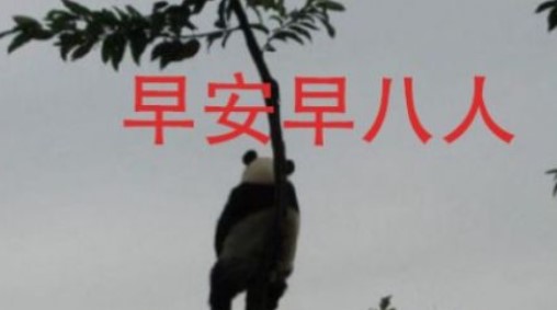 早八人表情包大全分享
