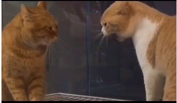 《抖音》委屈巴巴小猫咪表情包大全分享