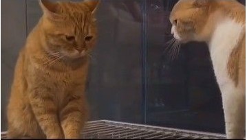《抖音》委屈巴巴小猫咪表情包大全分享