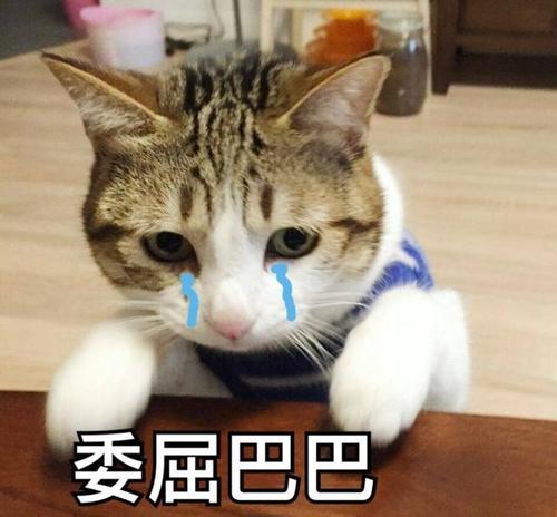 《抖音》委屈巴巴小猫咪表情包大全分享