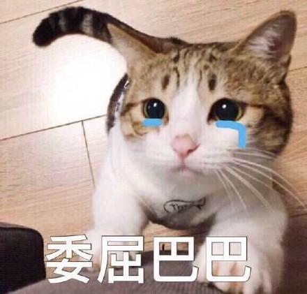 《抖音》委屈巴巴小猫咪表情包大全分享