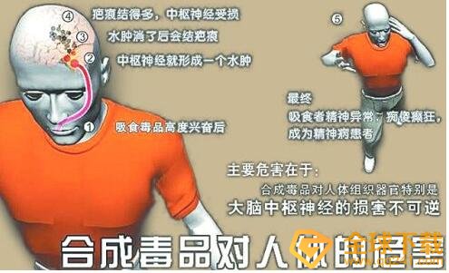 合成毒品直接作用于人的什么部位？