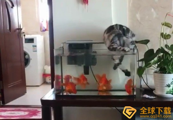 吃个鱼可太难了梗的意思介绍