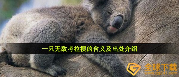 一只无敌考拉梗的含义及出处介绍
